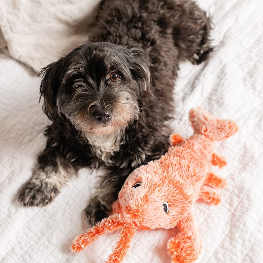 Interactive Floppy Lobster Dog Toy – 40% OFF Today