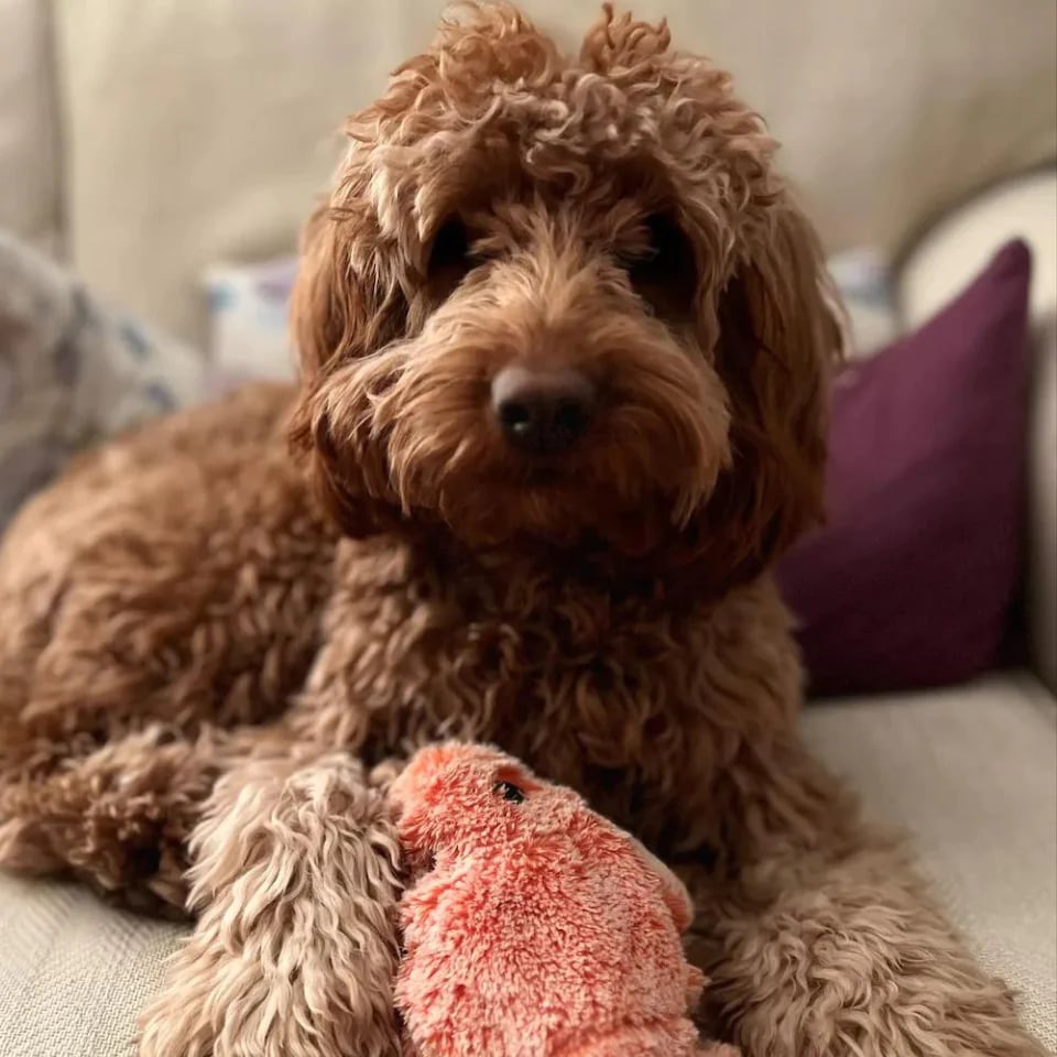 Interactive Floppy Lobster Dog Toy – 40% OFF Today
