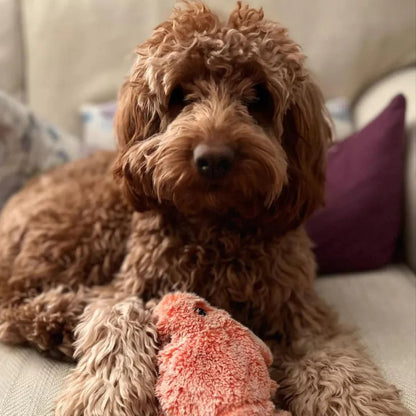 Interactive Floppy Lobster Dog Toy – 40% OFF Today