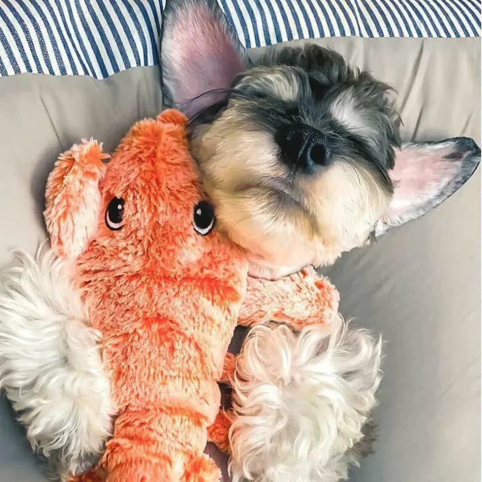 Interactive Floppy Lobster Dog Toy – 40% OFF Today